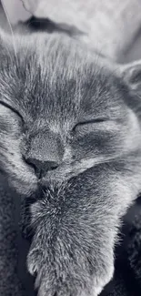 Black and white image of a sleeping cat with a serene expression.