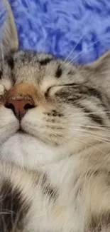 Sleeping tabby cat on a blue blanket background.