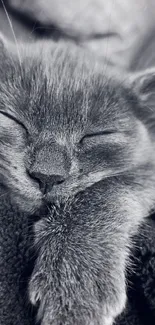 A serene black and white image of a sleeping cat, showcasing tranquility.