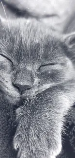 A peaceful, sleeping cat in black and white tones.