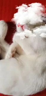 Peaceful white cat sleeping on red background wallpaper.