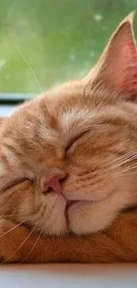 A ginger cat sleeping peacefully on a windowsill in soft light.