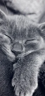 Black and white image of a sleeping cat on a cozy blanket.