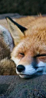 A peaceful, sleeping fox on a rock, perfect for a serene phone background.