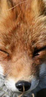 Close-up of a fox peacefully sleeping, showcasing serene natural beauty.