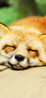 A serene fox peacefully sleeping on wooden planks in a forest setting.