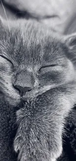 Close-up of a peaceful gray kitten sleeping on a cozy blanket.