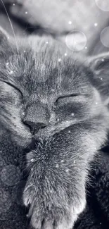 Adorable kitten sleeping in a cozy blanket in a black and white photo.