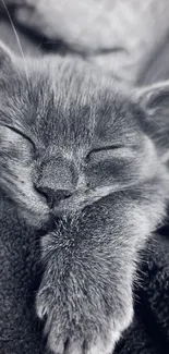 Peaceful gray kitten sleeping on a cozy blanket in monochrome tones.