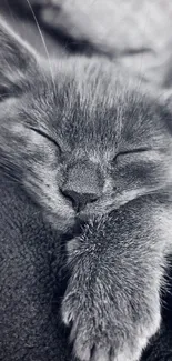 Gray kitten peacefully sleeping on a cozy, dark blanket background.