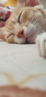 Adorable orange tabby kitten sleeping peacefully on a soft surface.