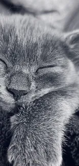 Monochrome wallpaper featuring a peaceful sleeping kitten.