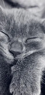 Grayscale image of a peaceful sleeping kitten close-up.