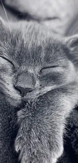 Black and white image of a sleeping kitten with soft fur.