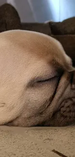 Sleeping pug dog on a floor, peaceful scene.