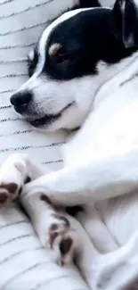 Cute puppy sleeping on a white blanket.