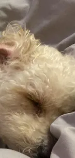 Adorable puppy sleeping on cozy grey bedding.