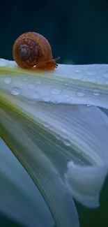 Snail resting on a dewy flower petal against a blue-green background.