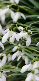 Close-up of snowdrop flowers with green leaves.