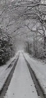 Serene snowy path with trees adorned in white snow, creating a peaceful winter scene.