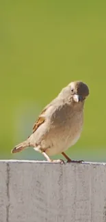 A sparrow perched on a rustic fence with a soft green background.