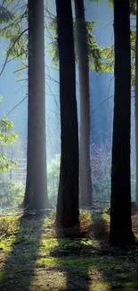 Peaceful sunlit forest path with morning light streaming through trees.