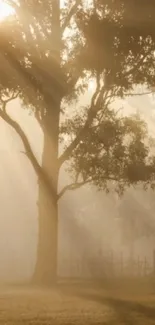 Golden sunlight streaming through forest trees creating a serene atmosphere.