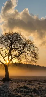 Solitary tree silhouetted by sunrise clouds over misty field.