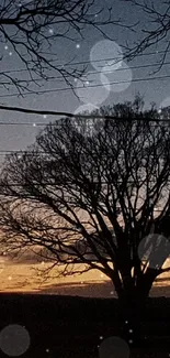 Silhouette of a tree against a sunset sky, perfect for mobile wallpaper.