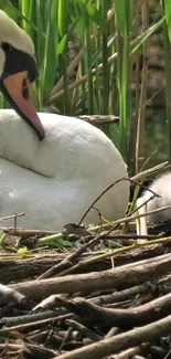 Serene swan and cygnet in a nest with green reeds.