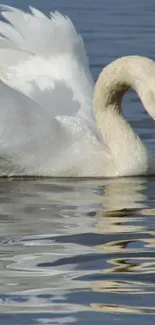 Serene swan gliding over calm water on a sunny day.