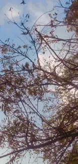 Serene view of tree branches with blue sky.