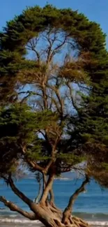 Majestic tree by the sea with vibrant colors.