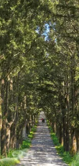 Serene tree-lined pathway in lush greenery.