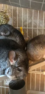 Three chinchillas resting in a cage, showcasing their fluffy fur.