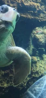 Underwater view of a turtle swimming peacefully with rocks in the background.