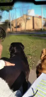 Person with two dogs on a sunny walk, surrounded by nature.