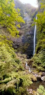 Tranquil waterfall in a lush green forest setting mobile wallpaper.