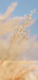 Close-up view of wheat with a soft blue sky in the background, creating a calming scene.