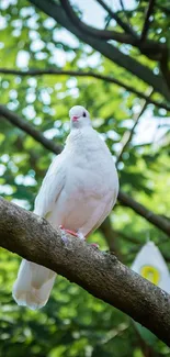 Mobile wallpaper of a white dove on a tree with green foliage background.