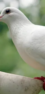 White dove on a green background, tranquil mobile wallpaper.