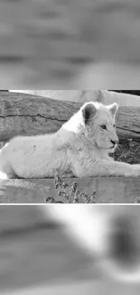 A serene white lion cub resting in a black and white landscape.