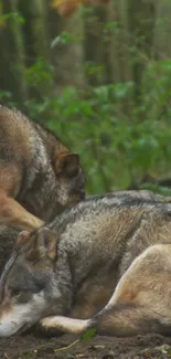 Two peaceful wolves resting in a lush forest setting.