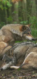 Two wolves resting peacefully in a lush forest setting.