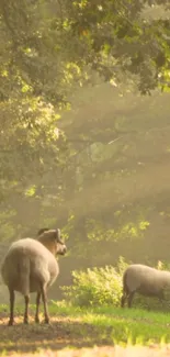 Serene green forest scene with sheep grazing peacefully.