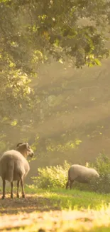 Sheep in a sunlit forest with lush green background.