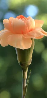 Peach carnation flower with bokeh background.