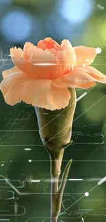 Peach carnation with a digital tech background on mobile wallpaper.