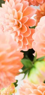 Close-up of peach dahlia flowers with soft petals for a mobile wallpaper.