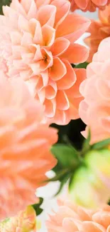 Close-up of peach dahlia flowers on a bright and vibrant wallpaper.